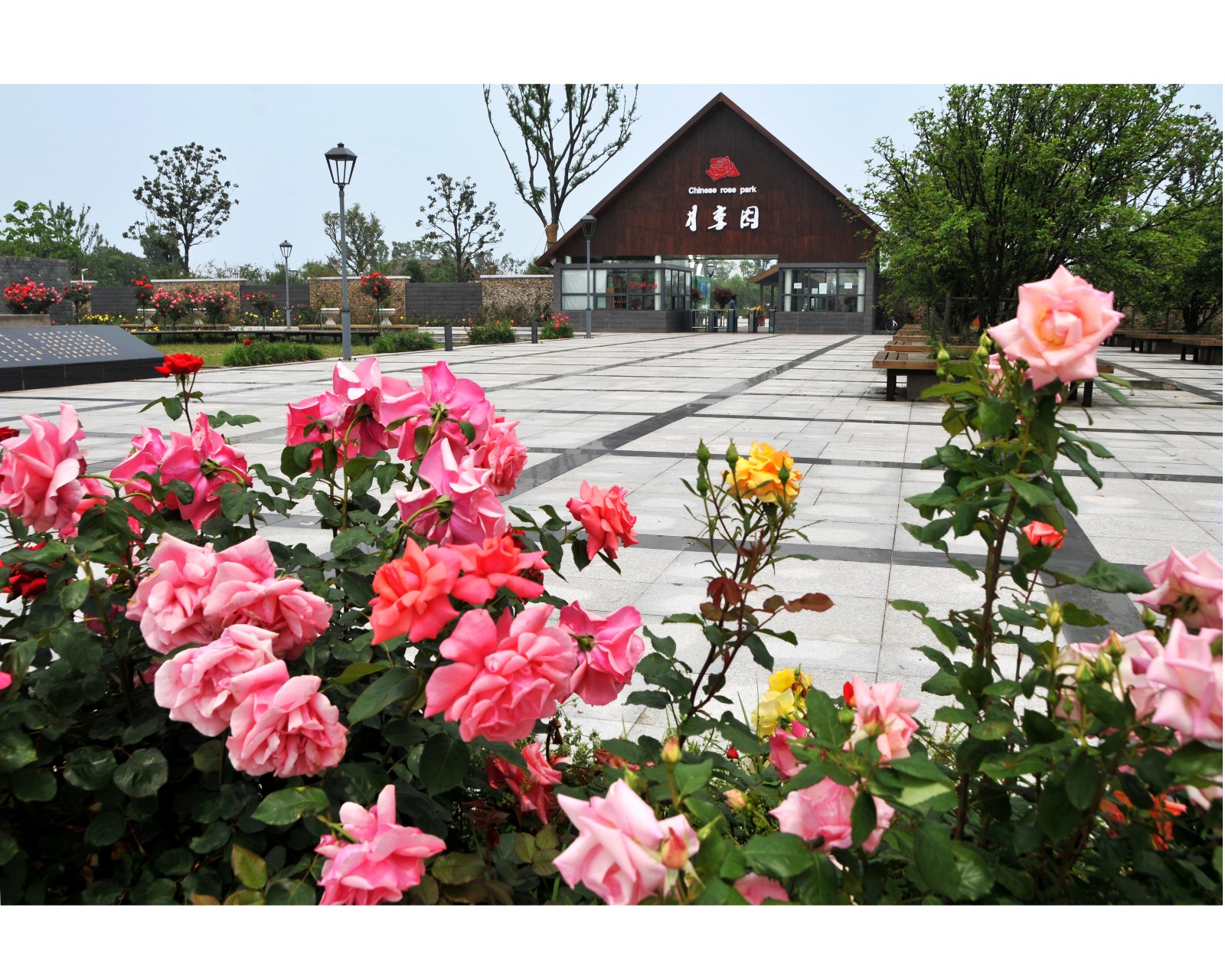 苏州盛泽湖月季园基地