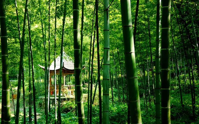 常州溧阳市南山竹海景区