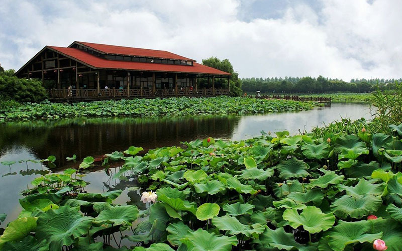 苏州荷塘月色湿地公园   