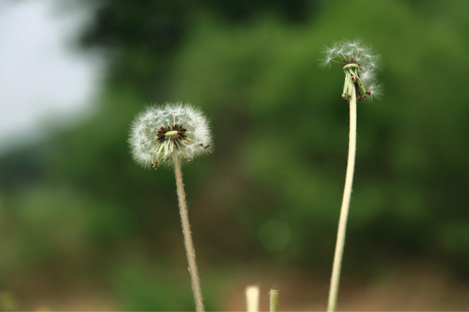 天开花海