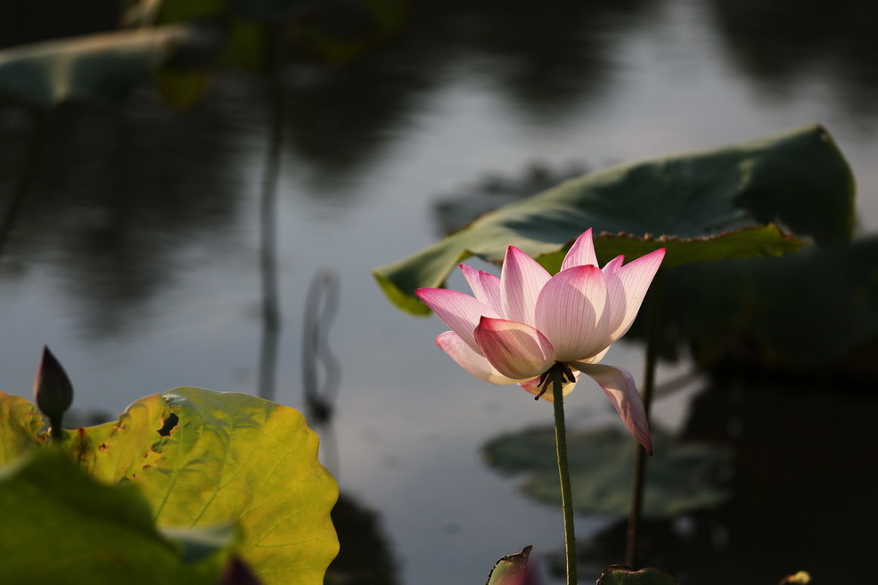 暨阳湖生态园图片