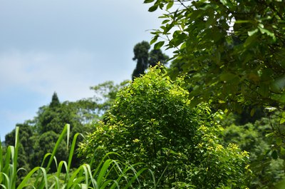 DSC-简阳市-景丹山