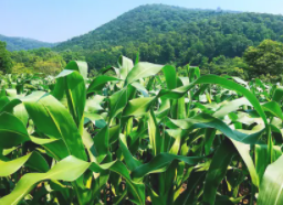 南京不老村