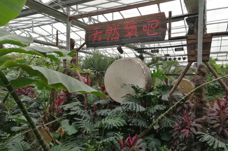 北京大兴呀路古热带植物园